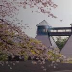 Japon Viskisi